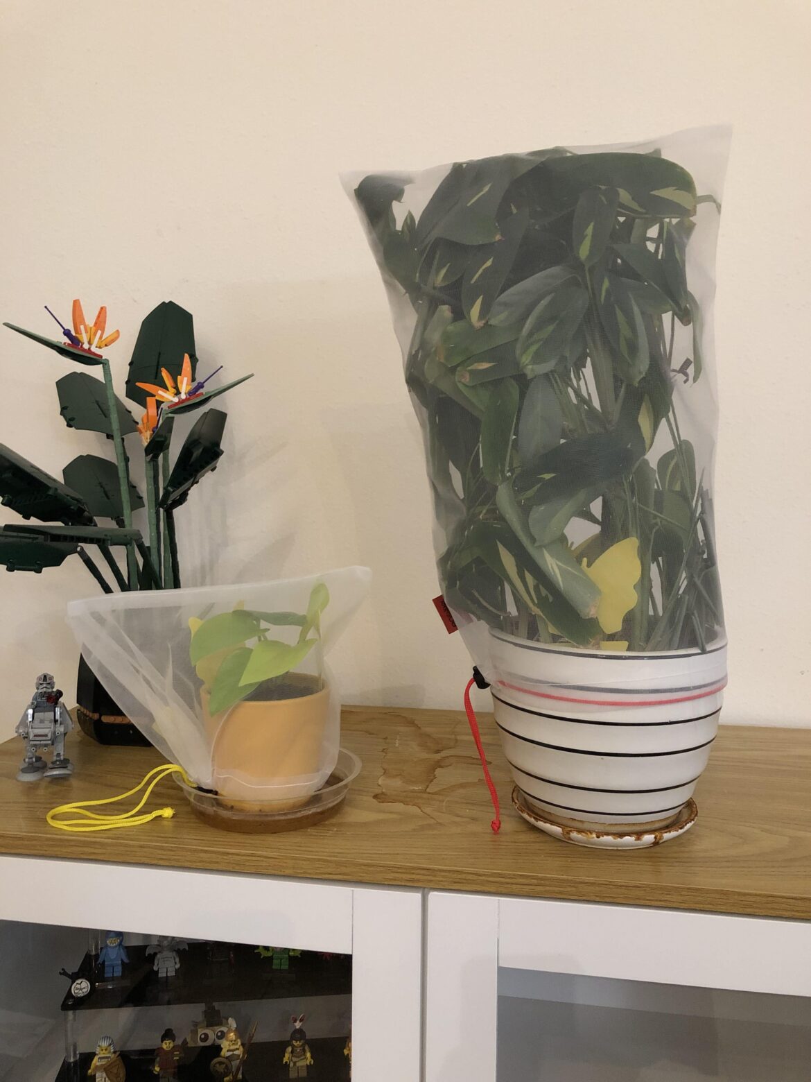 Does anyone else use “plant jail” to deal with gnats? Does anyone else use “plant jail” to deal with gnats?