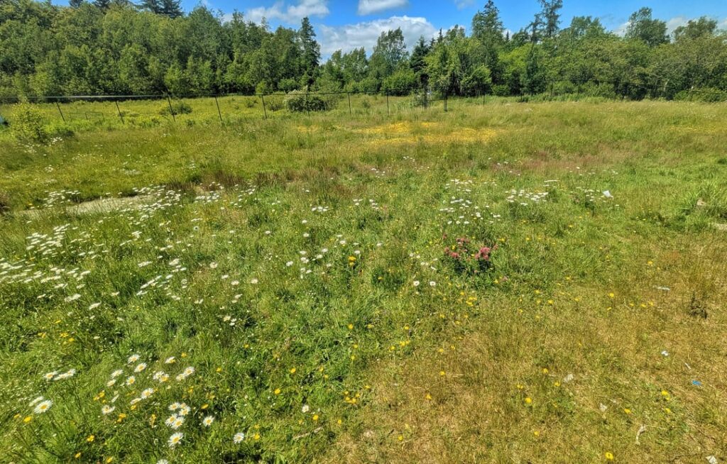 Let it grow, or time to mow?
