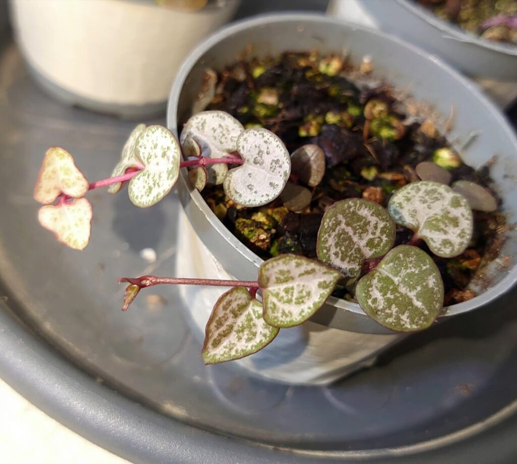 String of heart plants from seed are now 3 1/2 months old and finally picking up speed String of heart plants from seed are now 3 1/2 months old and finally picking up speed