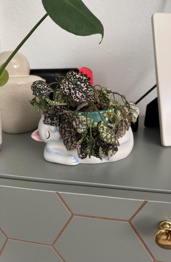 The most dramatic plant I’ve ever owned