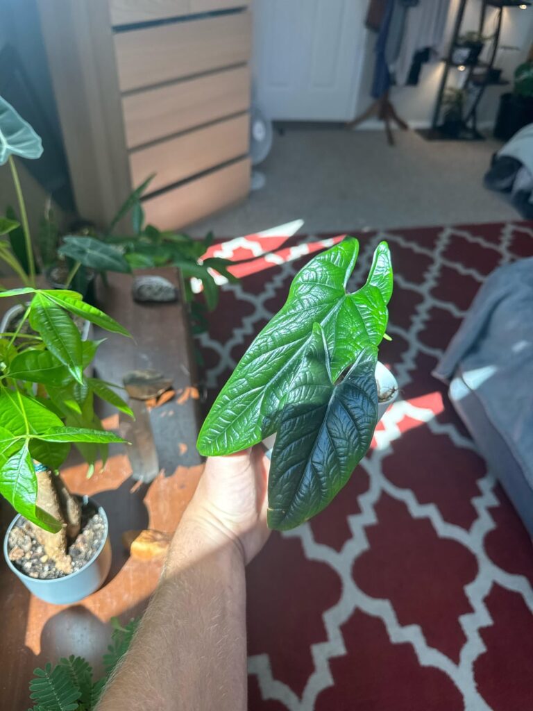 Can anyone tell me what kind of alocasia this is? I am baffled and have looked at all different sources online. Chat gbt had no clue!