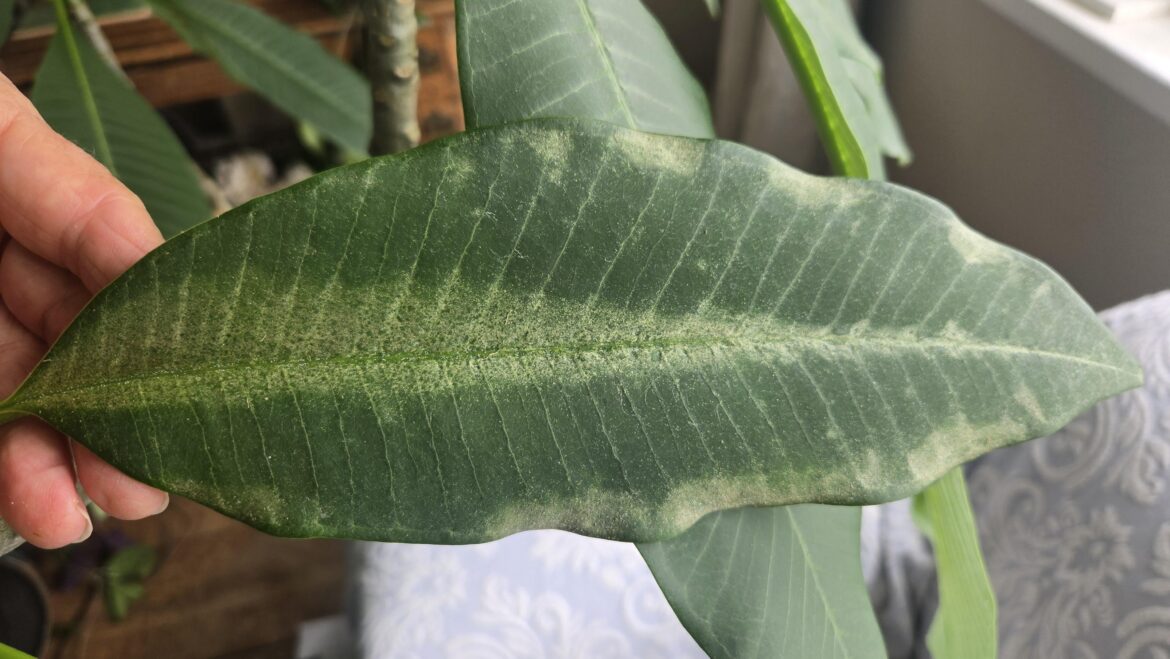 Plumaria condition?