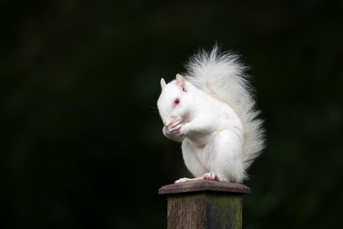 Rare one-in-100,000 albino squirrel spotted in Petts Wood garden Bromley News Shopper