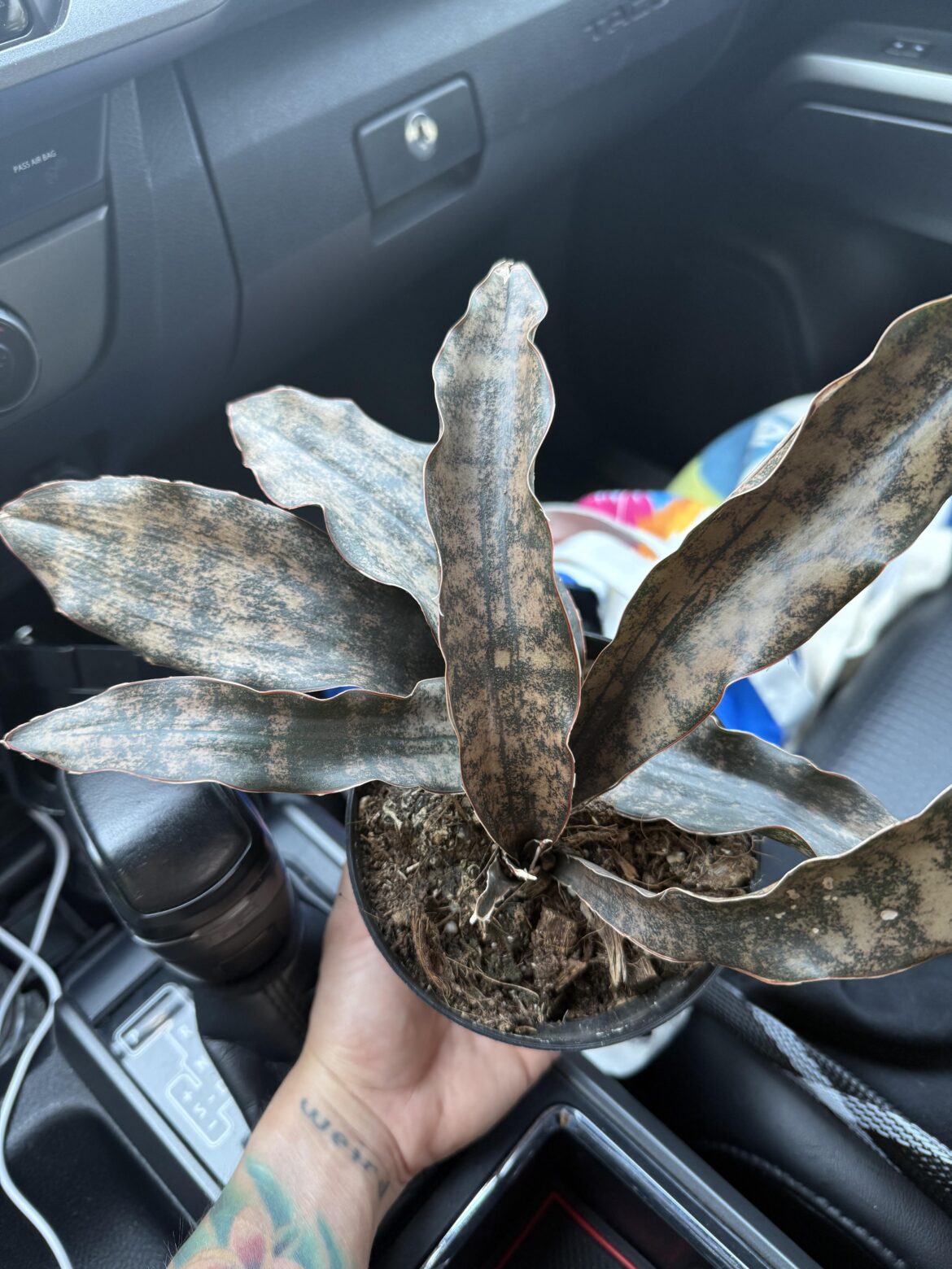 Beautiful sansevieria