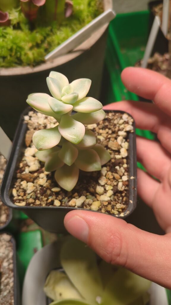 Is it normal or too weak lighting ?