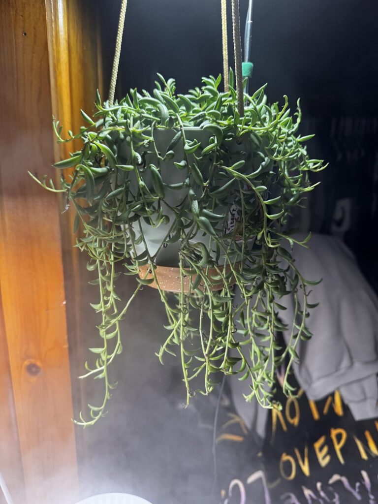 all my bananas are dying:(