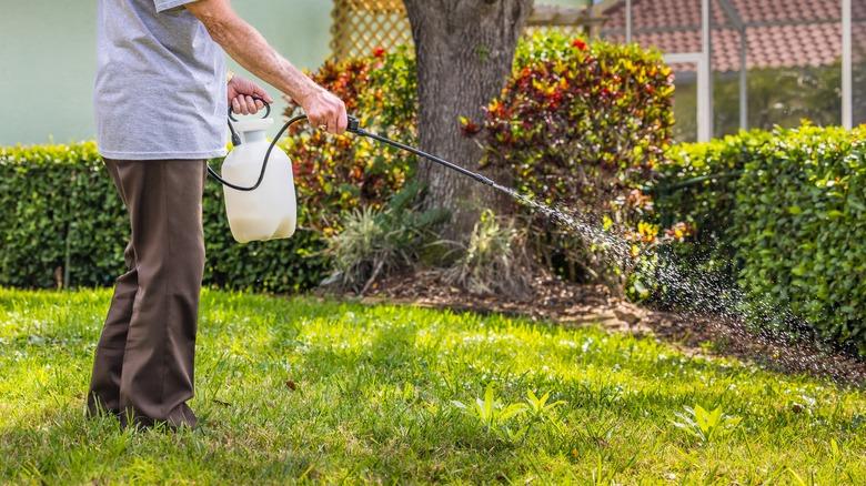 Man spraying weeds to kill them