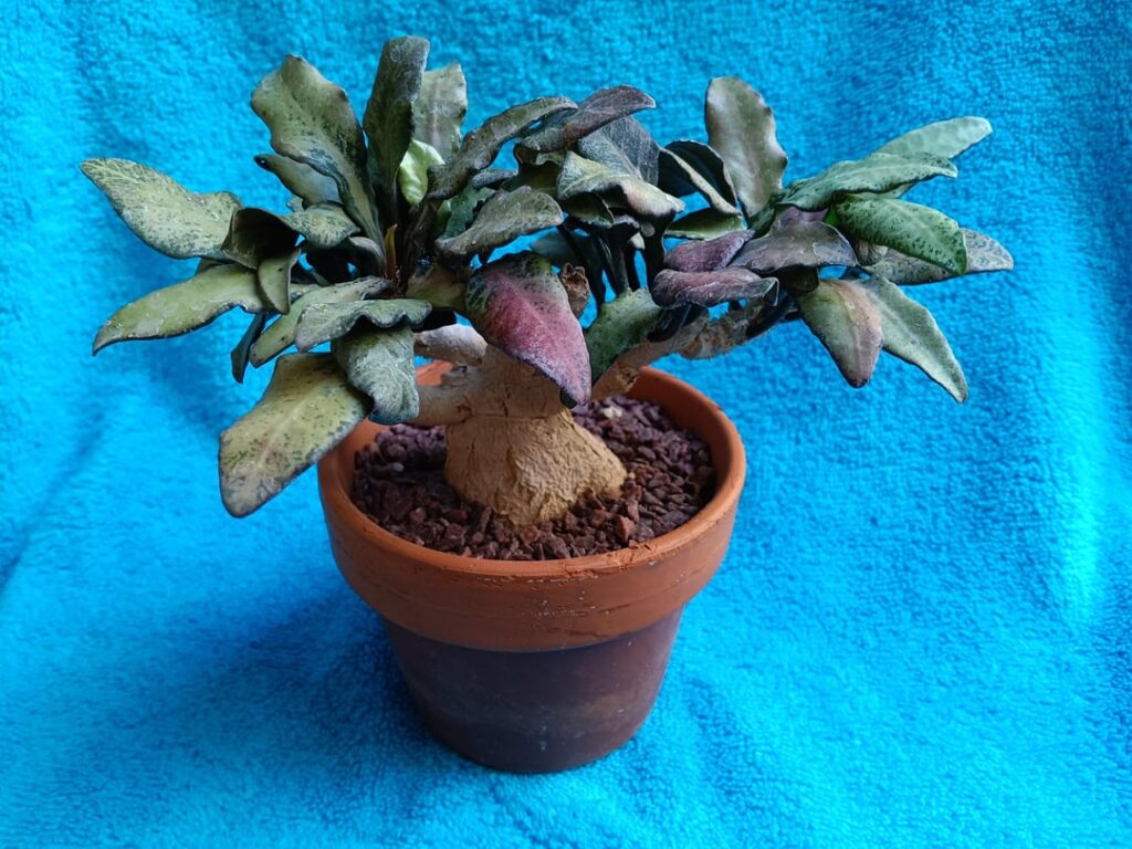 Euphorbia francoisii