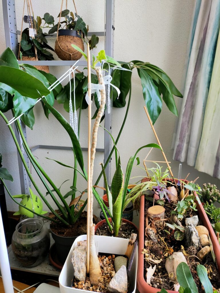 Uncarina roeosliana (need advice)