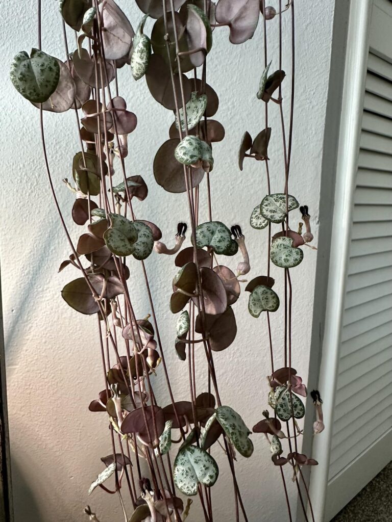 SOH - so many flowers!