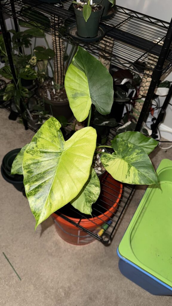 My Gorgeous Alocasia odora ‘Aurea’