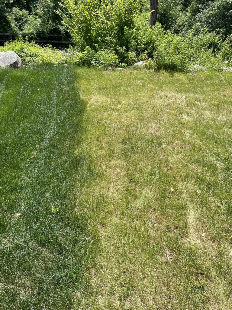 Why is my neighbours lawn so much greener? Same sod