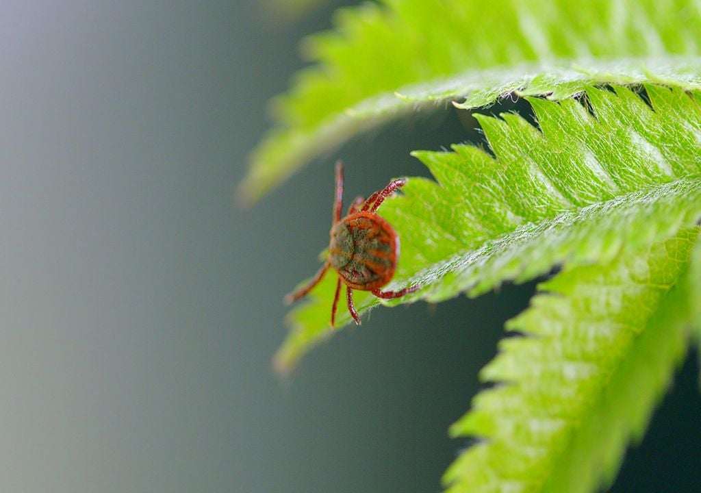 Tick on a fern