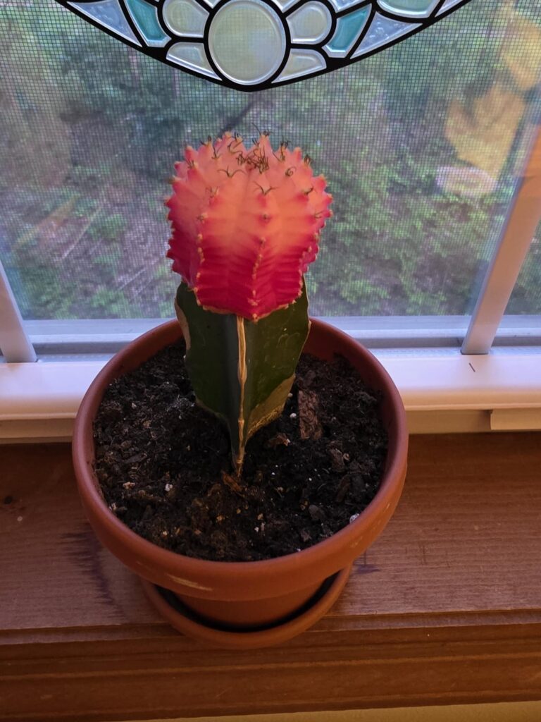 Hello, my daughter has a cactus that she loves. We noticed the tip of the pink top has started to turn white. We have recently re-potted it and the white section has continued to grow. Why is it turning white?
