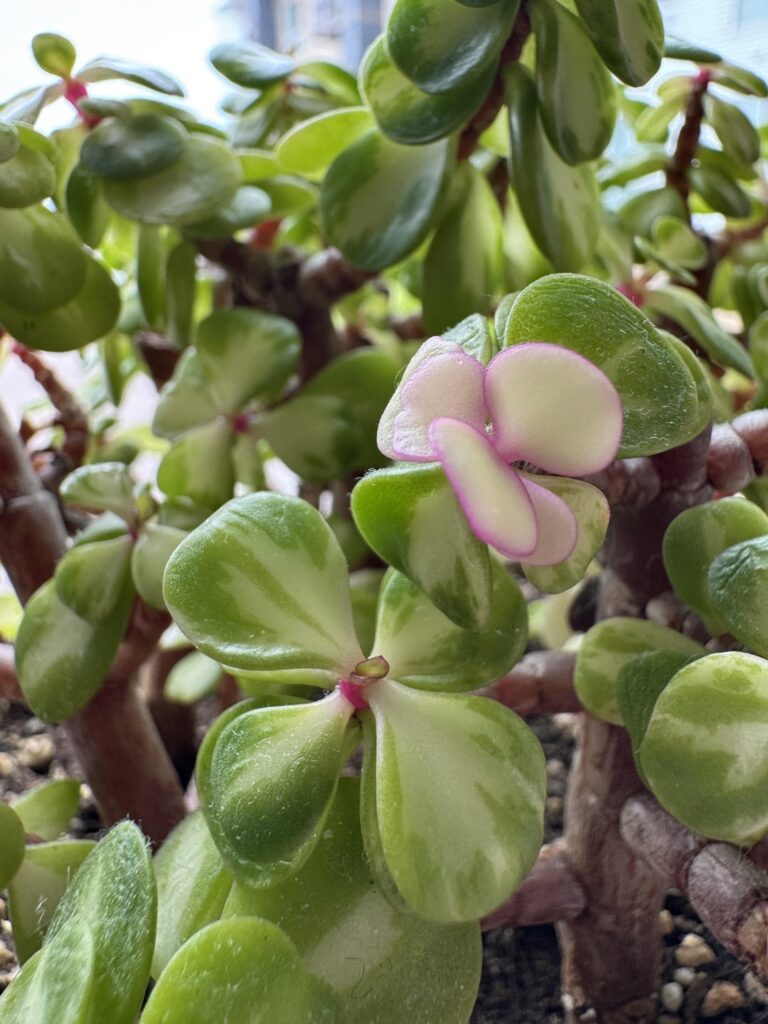 New Leaves Are So Pretty