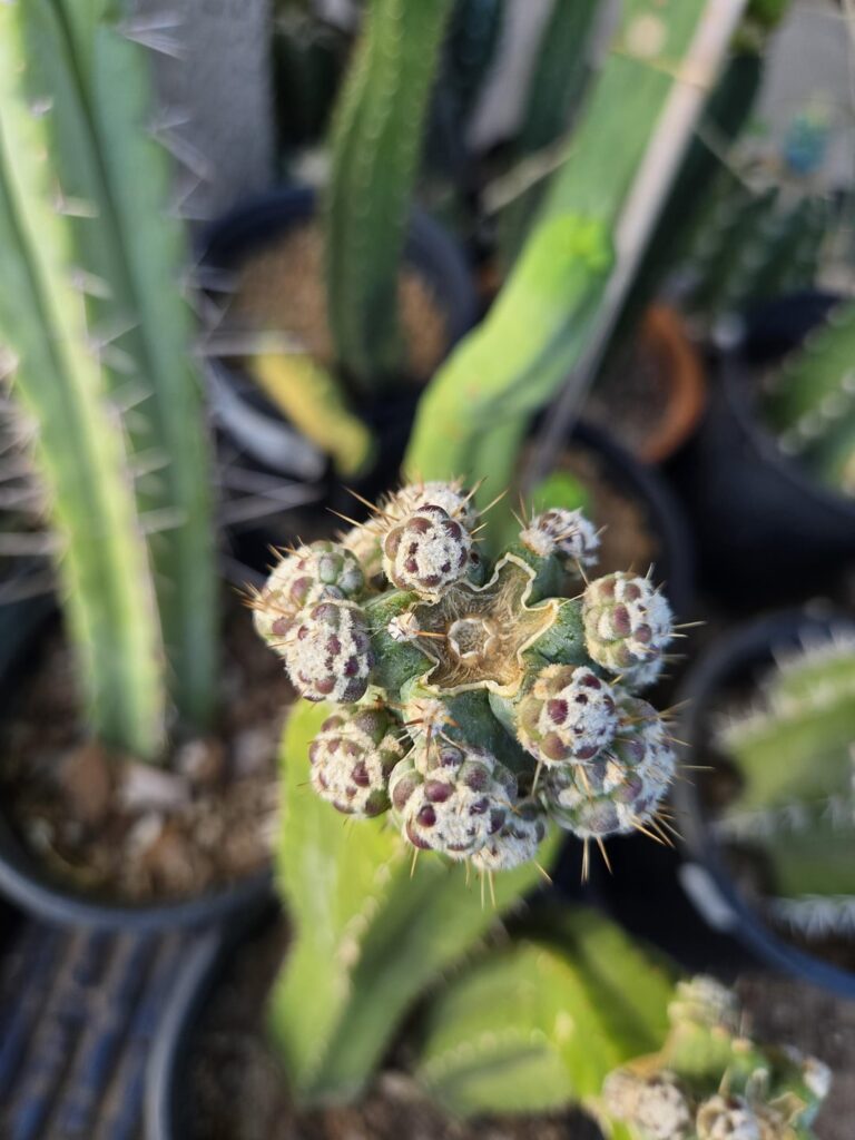 Stenocereus monstrose 'Phil Mckraken' on pachanoi