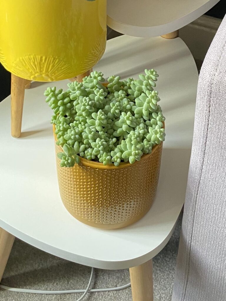 My favourite plant I own