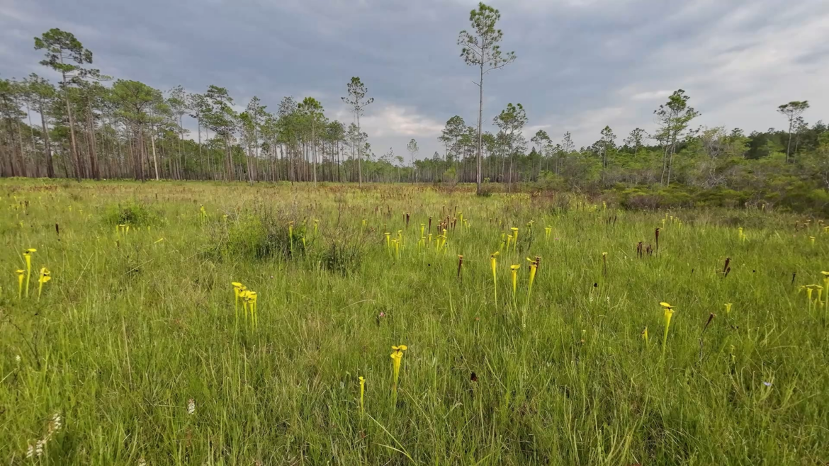 A quick jaunt through some Sarracenia flava in Liberty County Florida.