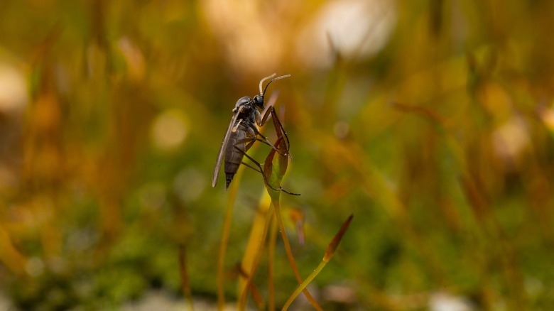 closeup of fungus gnat
