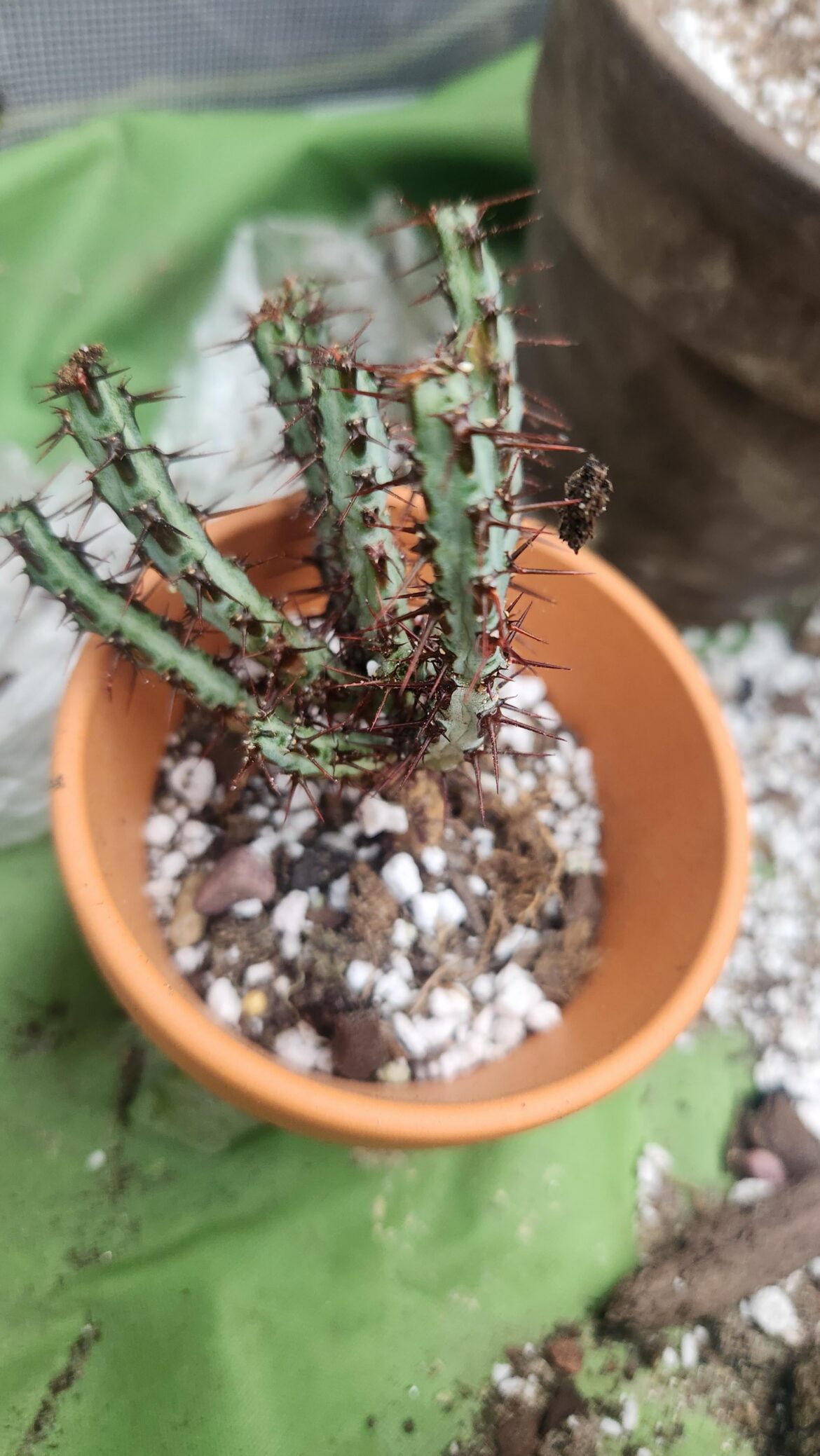 ID for this new rescue