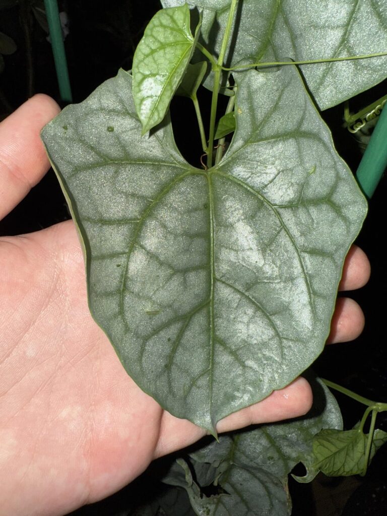 Gerrardanthus Lobatus vs Gerrardanthus Macrorhizus