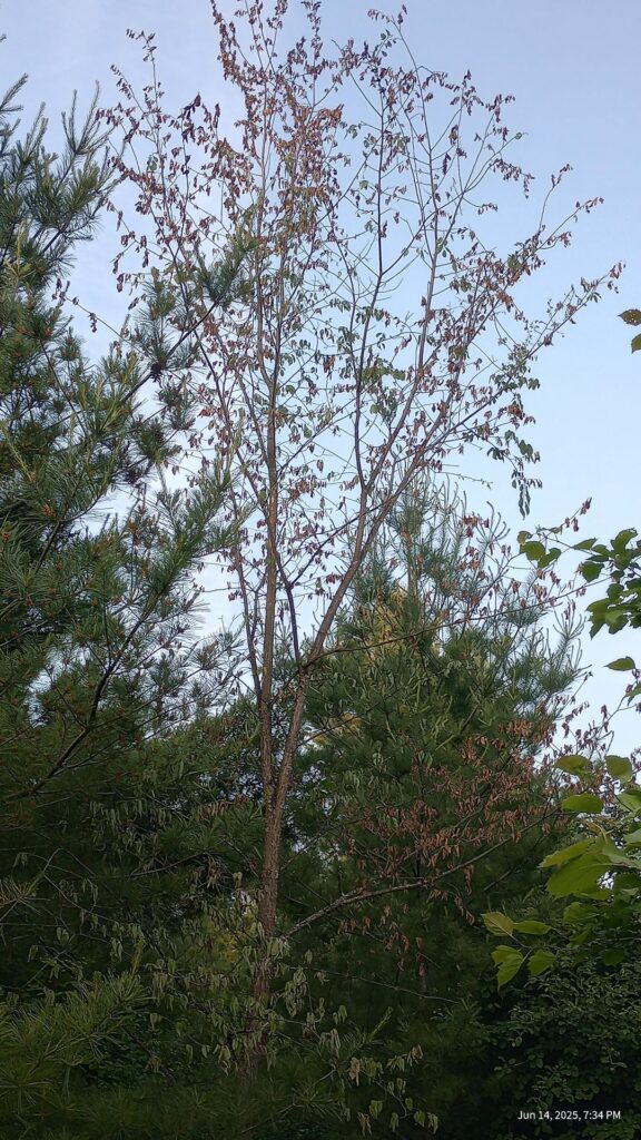 Sudden foliage death on an elm tree. Sudden foliage death on an elm tree.