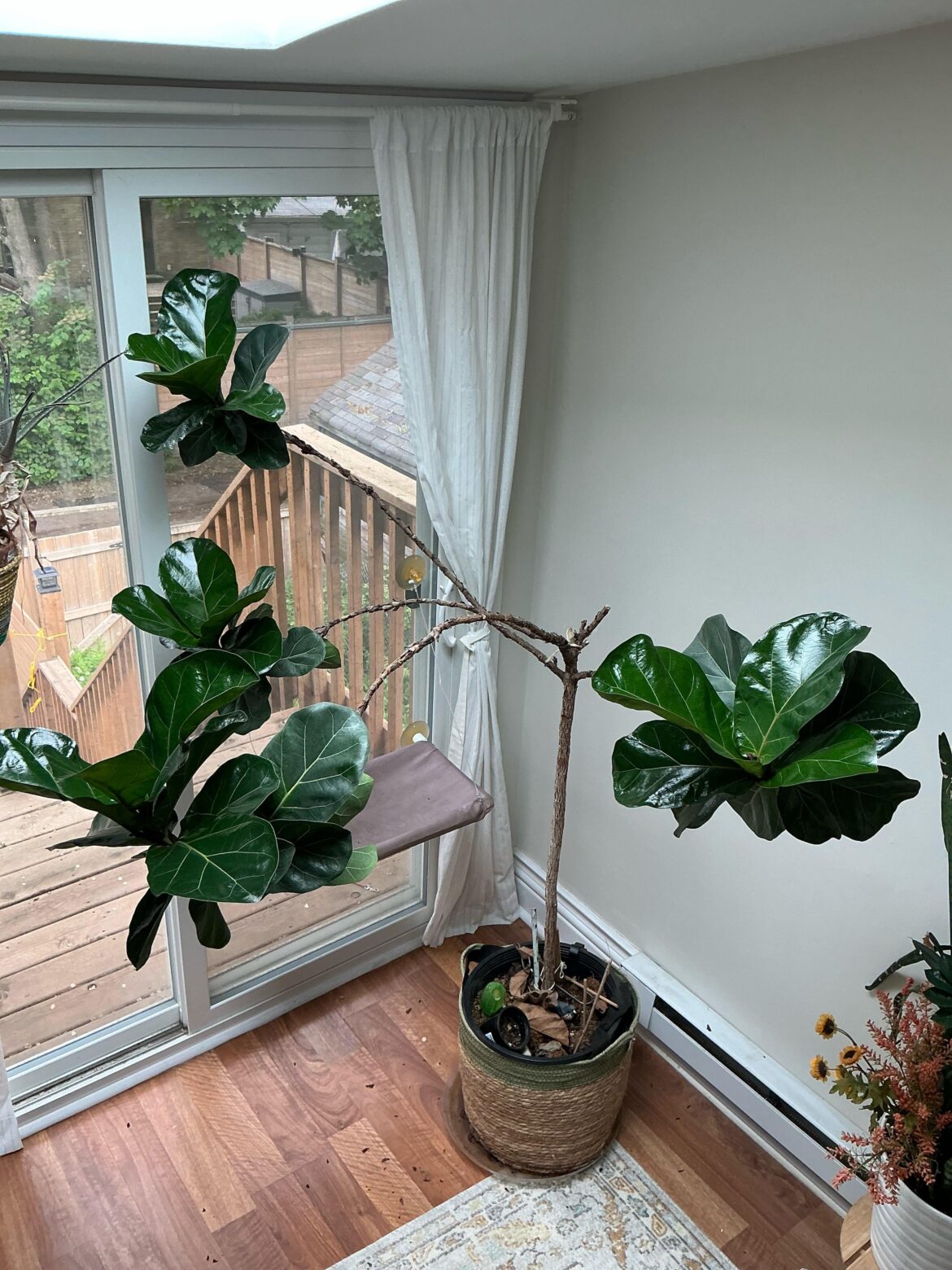 Fiddle Leaf Rescue, Cut Each Branch and Propagate into 4?