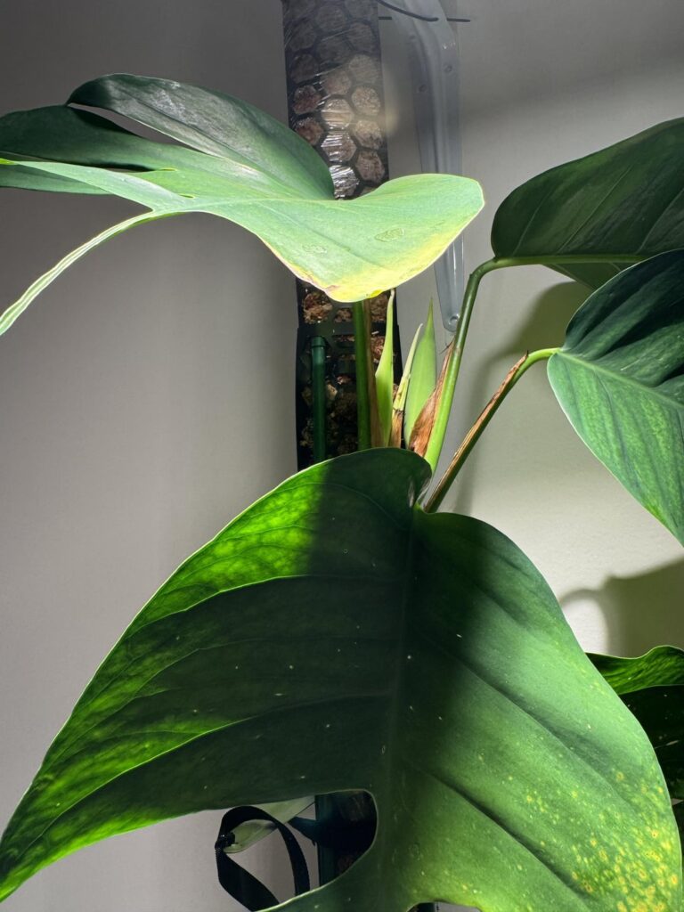 Skeleton Key pothos started… FLOWERING 👀