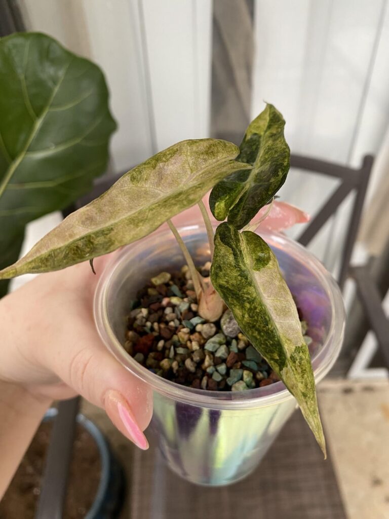 This alocasia is just 😍