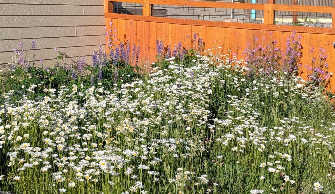 Wildflowers in Colorado