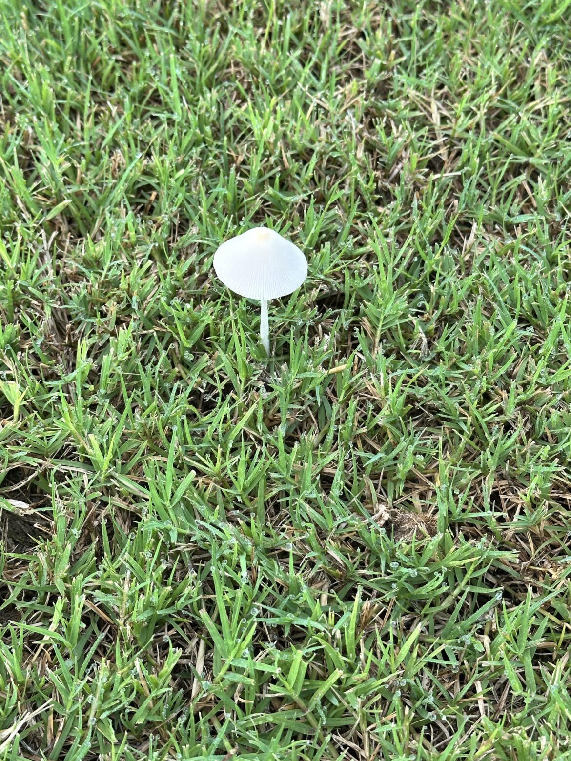 Woke up early to cut my grass and saw these 😮