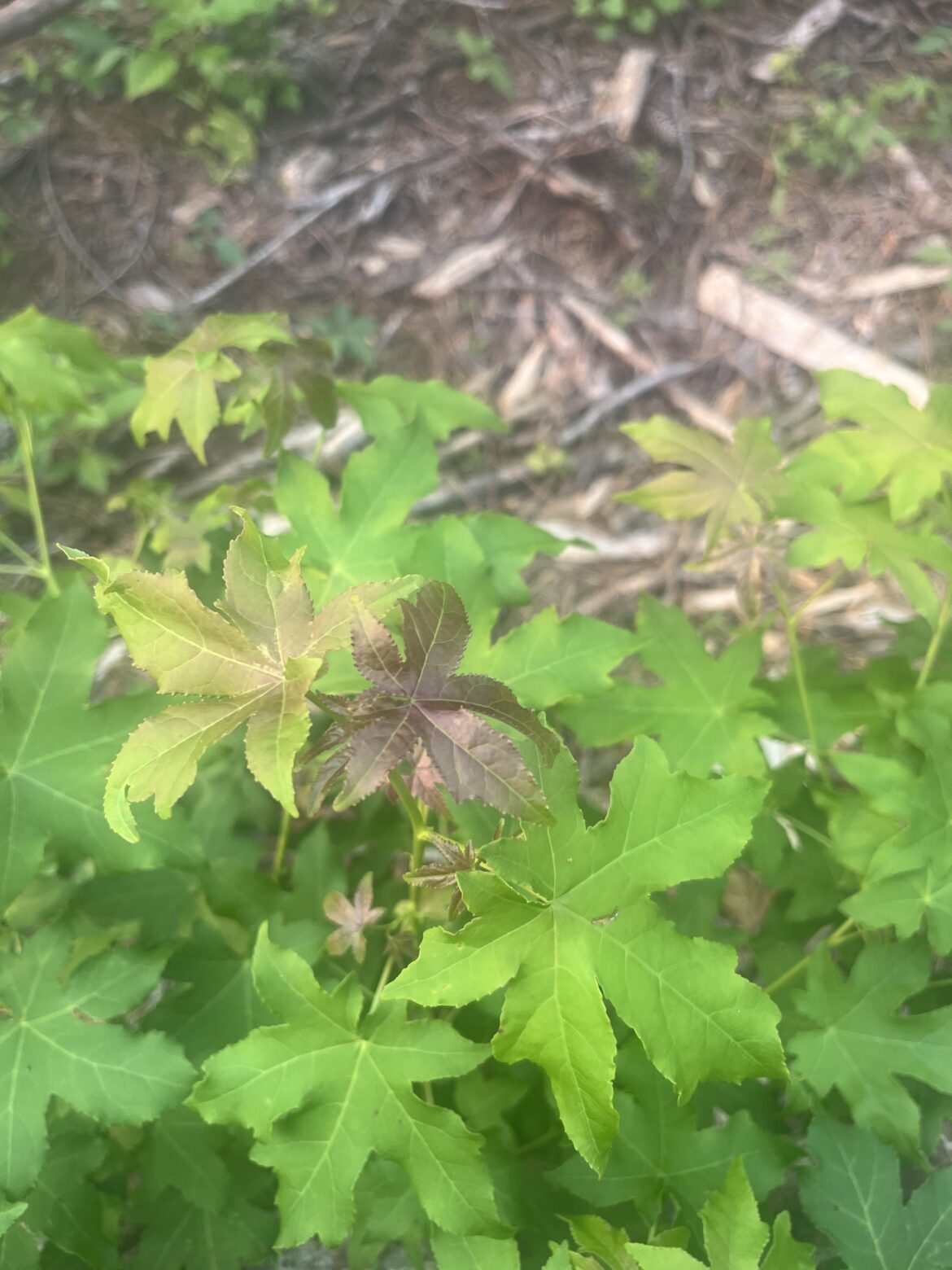 Sweet Gum tree