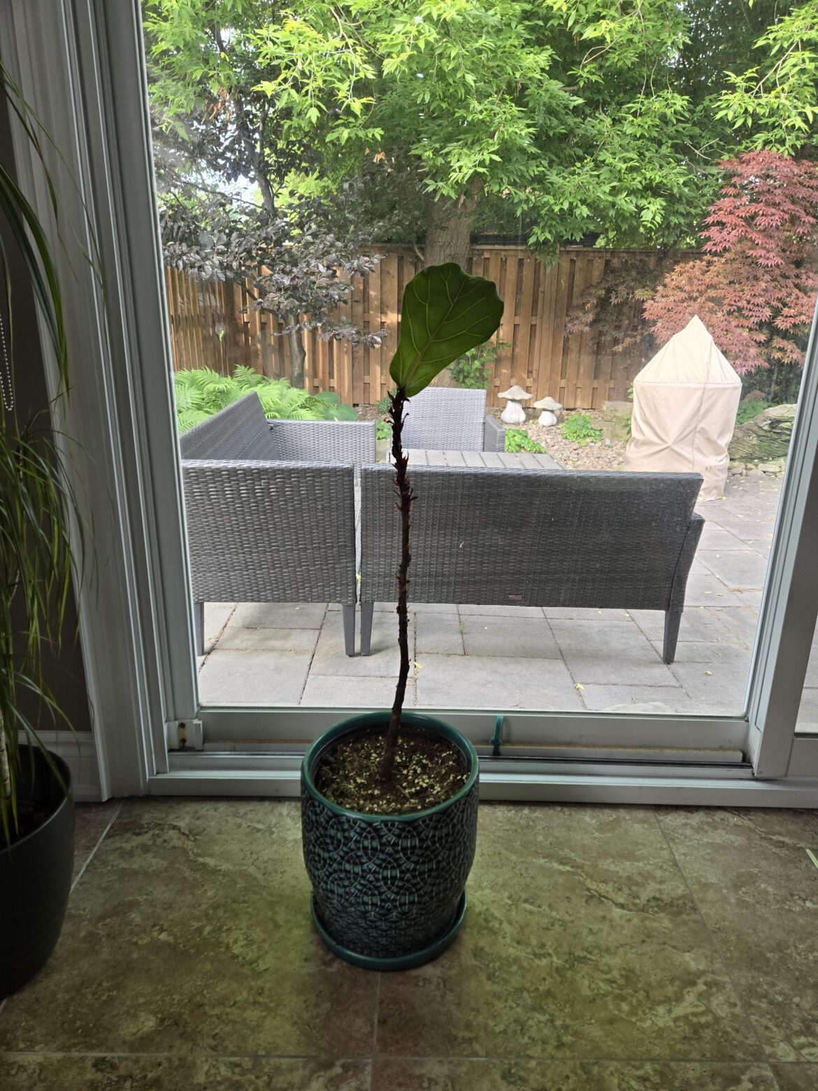 Is my wife's Fiddle Fig too far gone?