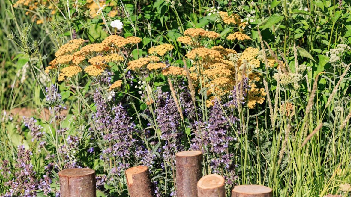 More Mediterranean and drought planting features in garden show as heatwave hits