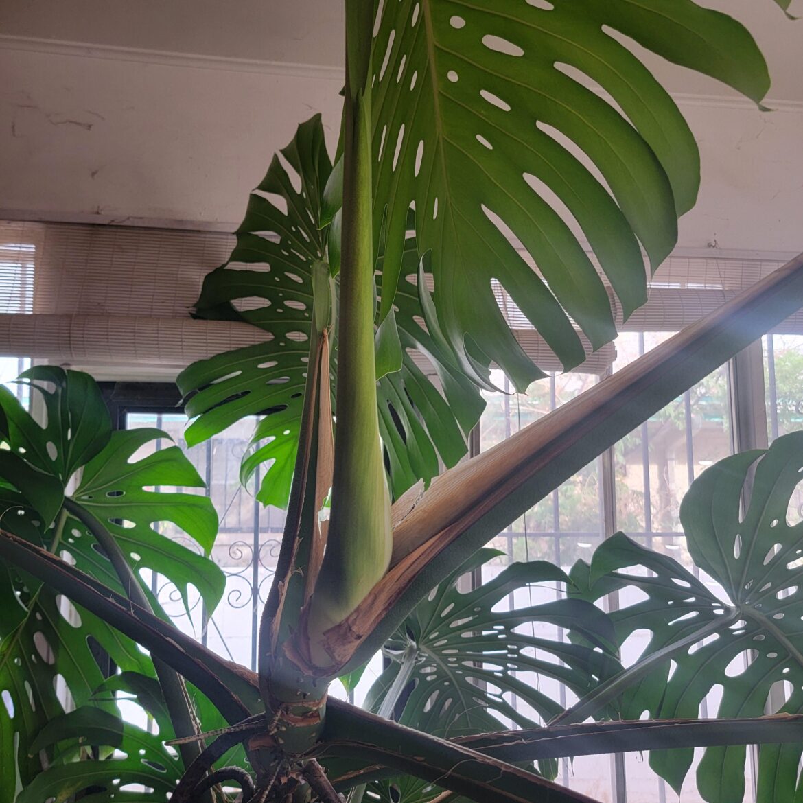 Deliciosa - first flowering! Daily pics from June 10-18. (links to previous posts about this plant)