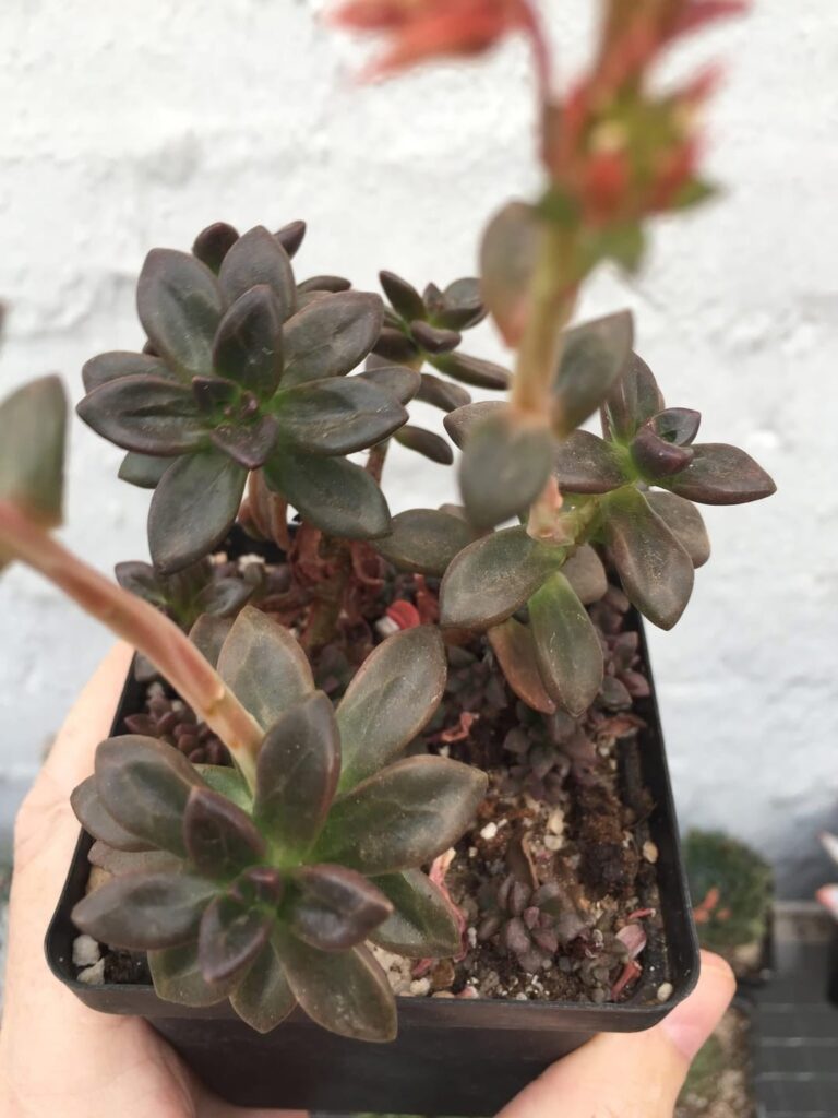 Echeveria compressicaulis
