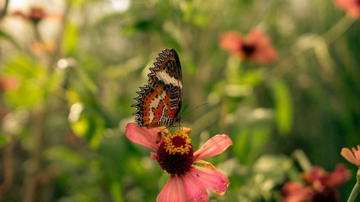 Magic Garden in Bali is an enchanting insect wildlife park Magic Garden in Bali is an enchanting insect wildlife park
