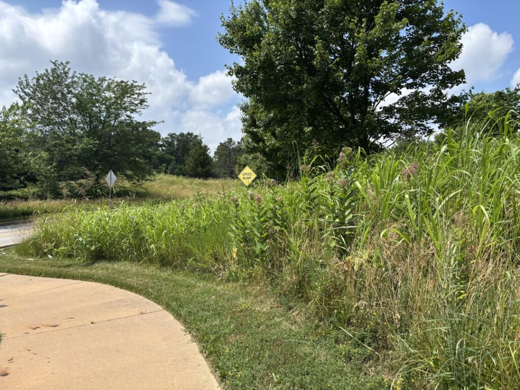 My work did no-mow this year!  Here are some visitors from today