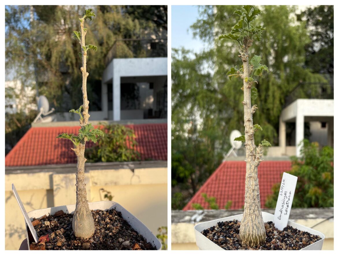 Dendrosicyos Socotrana! January 25 and today!! It’s thickened up a lot, especially in the upper part, and has developed amazing texture!