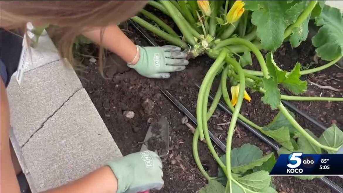 Dozens of plants stolen from Stillwater community garden