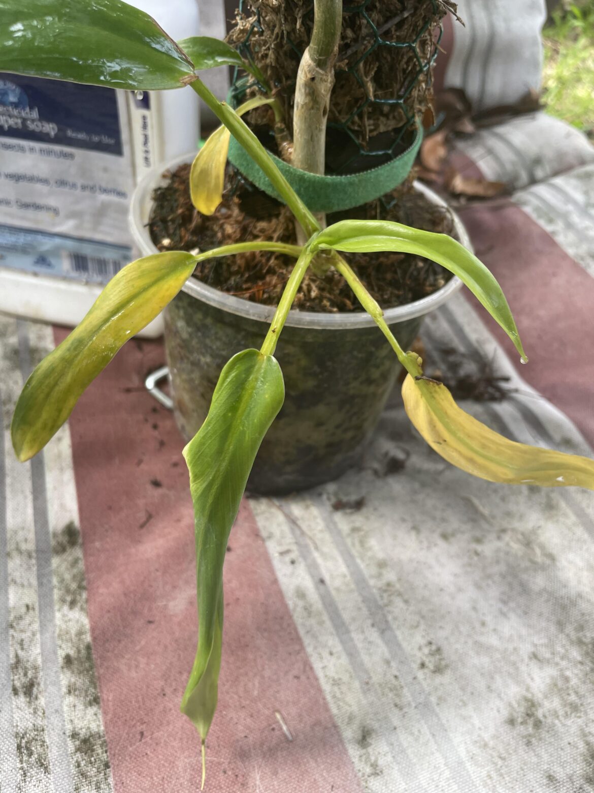 Leaves yellowing