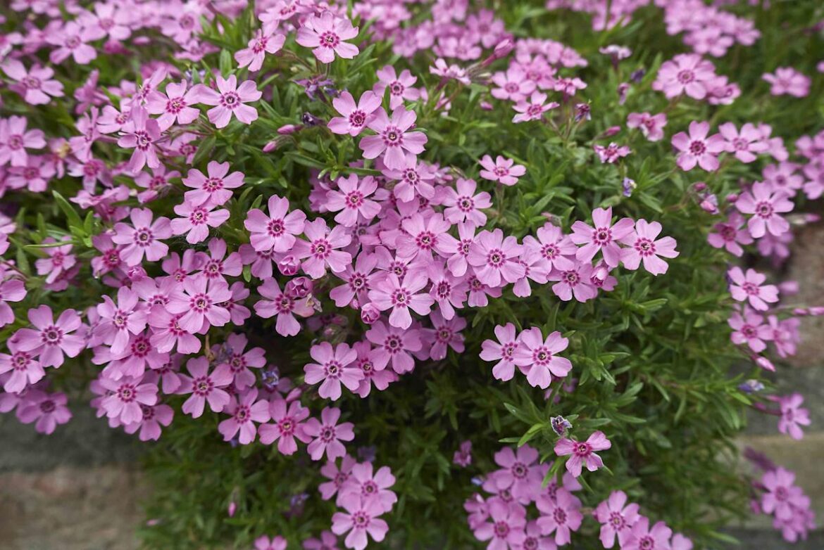 10 Fast-Growing Ground Cover Plants That’ll Transform Bare Spots In A Flash Yahoo lifestyle home