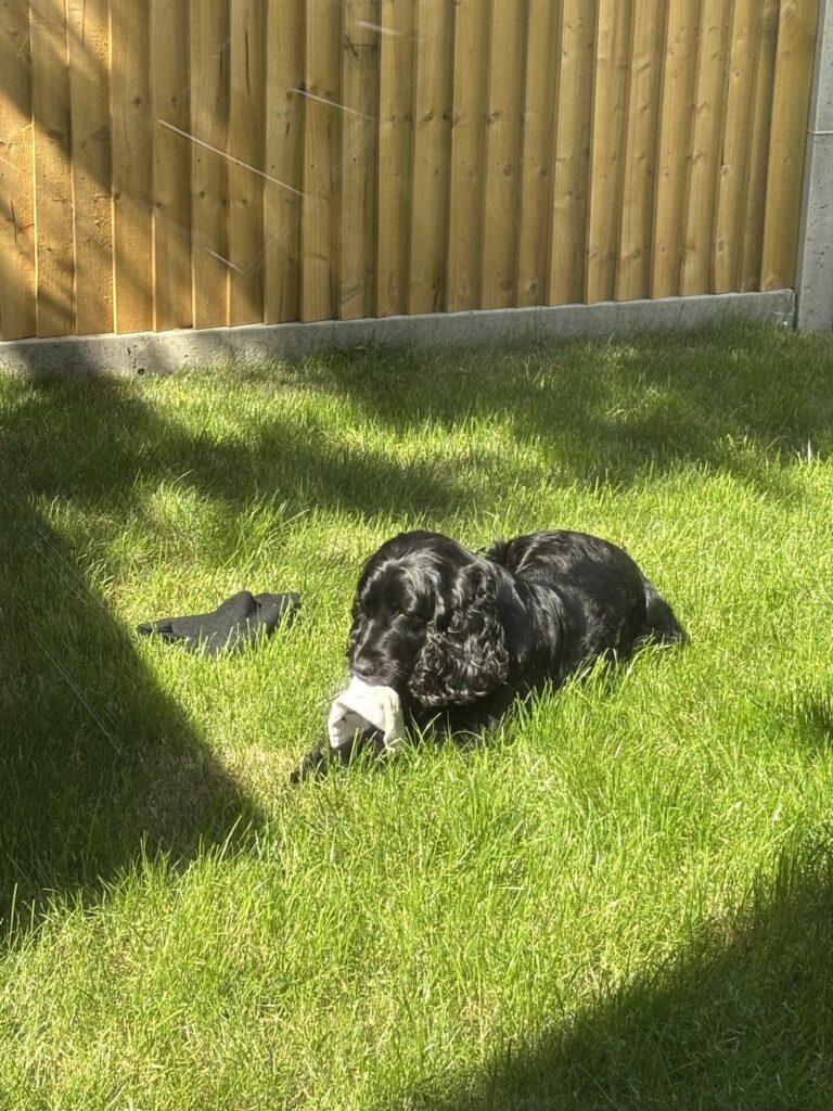 Help!!! Lawn going brown? Help!!! Lawn going brown?