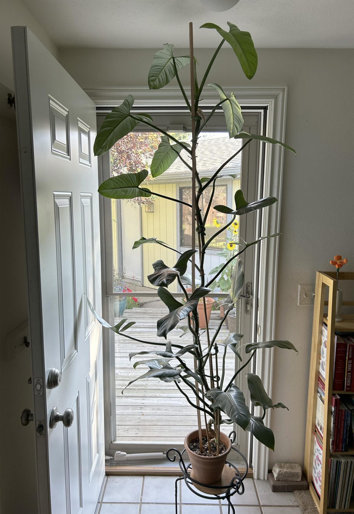 Philodendron hastatum aka silver sword