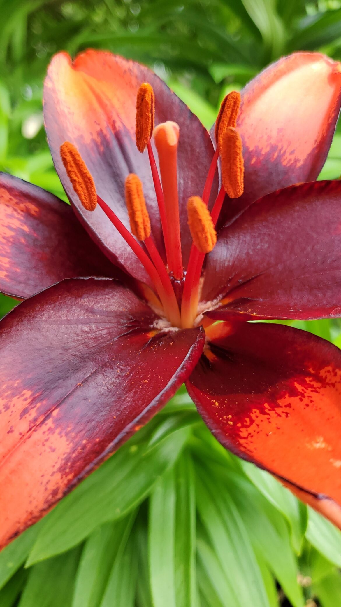 First Lily Bloom of the Year!