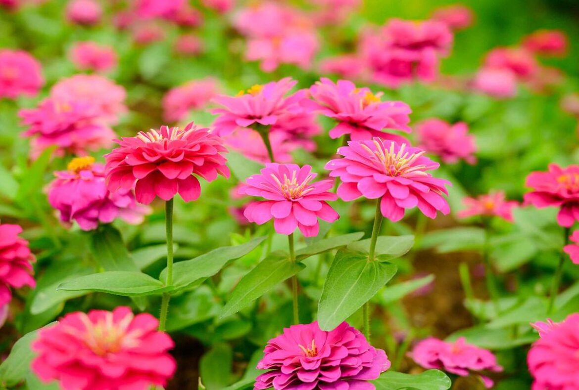 10 Best Fast-Growing Flowers to Plant in June, According to Gardening Experts Yahoo lifestyle home