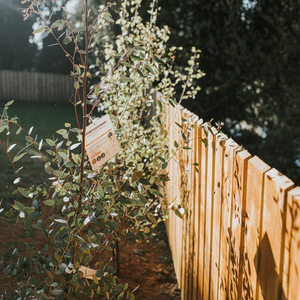 Rules around garden fences in the UK garden fence in the uk