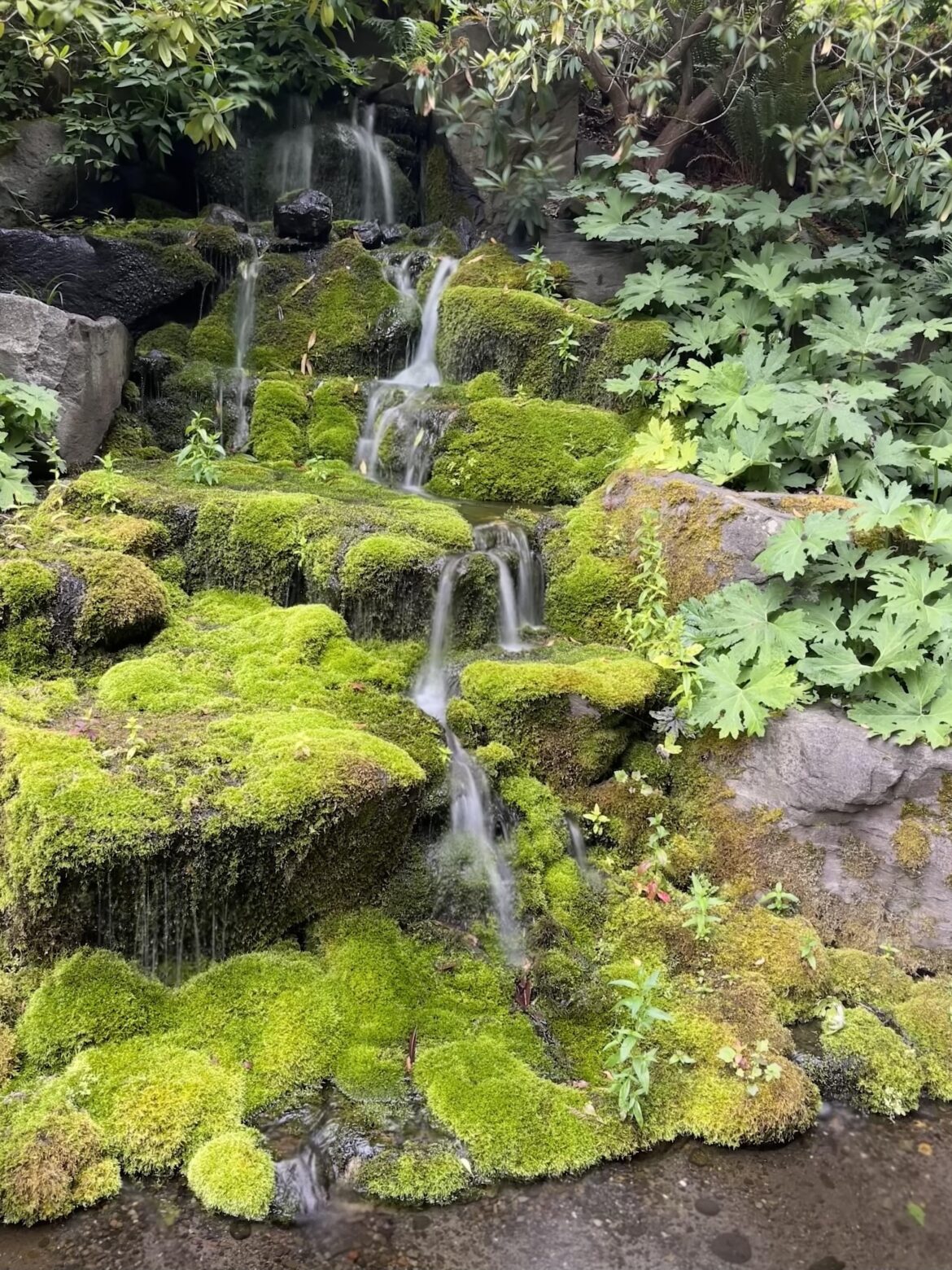 Garden in the Pacific Northwest PNW