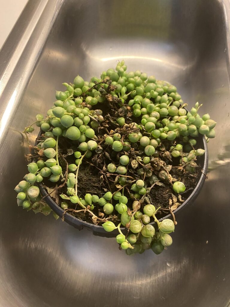 Help! How do I save my string of pearls? :(