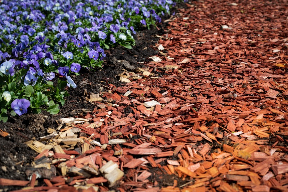 Flower bed with blue pansies and red wood chip mulch.